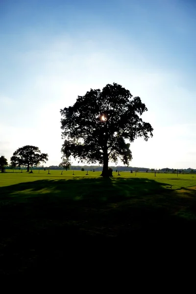 Lydiard Park Trees — Stock Photo, Image
