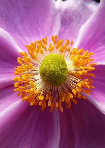 Close Up Japanese Anemone — Stock Photo, Image