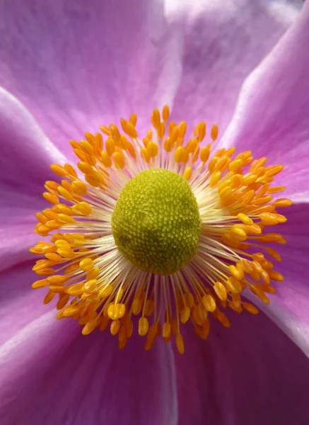 Close Up Japanese Anemone — Stock Photo, Image