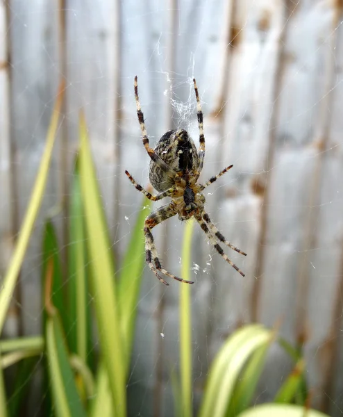 Spindel på webben — Stockfoto