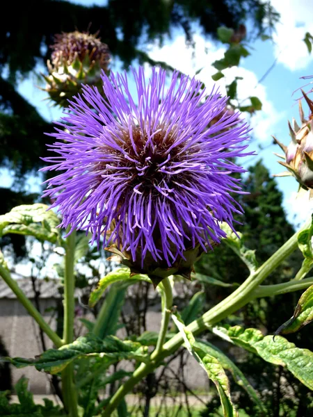 stock image Thistle Flower