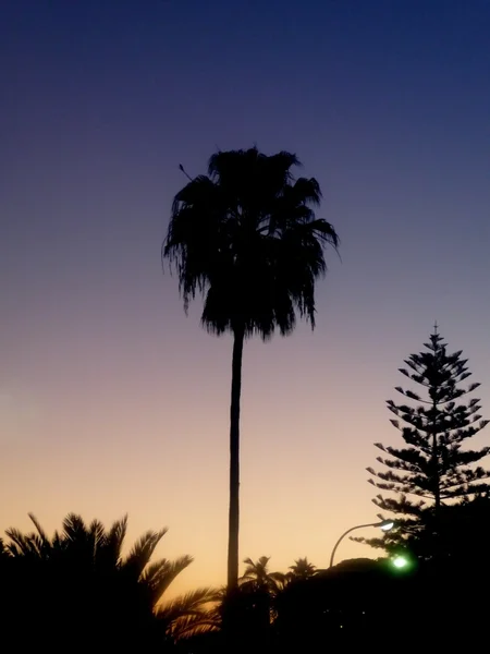 Kontrast palmiye ağacı — Stok fotoğraf
