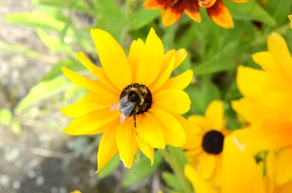 Biene auf Rudbeckia-Blüten — Stockfoto