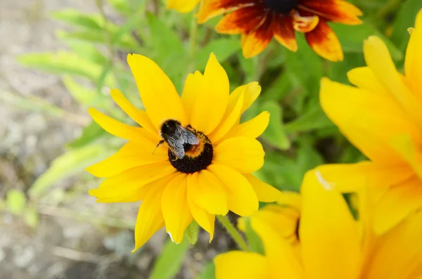 Biene auf Rudbeckia-Blüten — Stockfoto