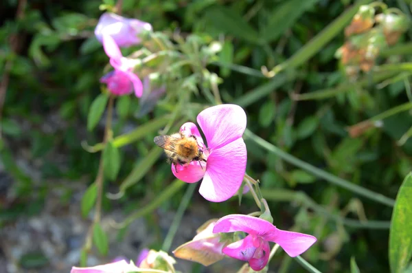 Biene auf Schnappschuss-Blume — Stockfoto