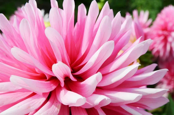 Close Up Dahlia Flower — Stock Photo, Image