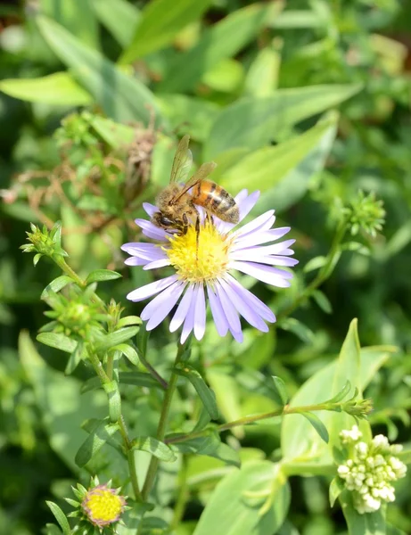 stock image Bee On A Small Flower