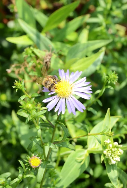 Biene auf einer kleinen Blume — Stockfoto