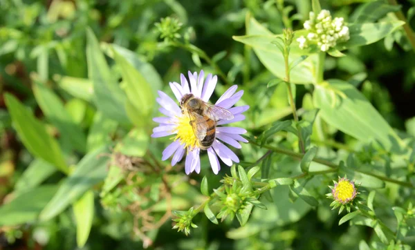 stock image Bee On A Small Flower