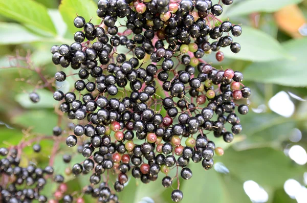 stock image Black Spherical Berries