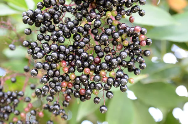 stock image Black Spherical Berries