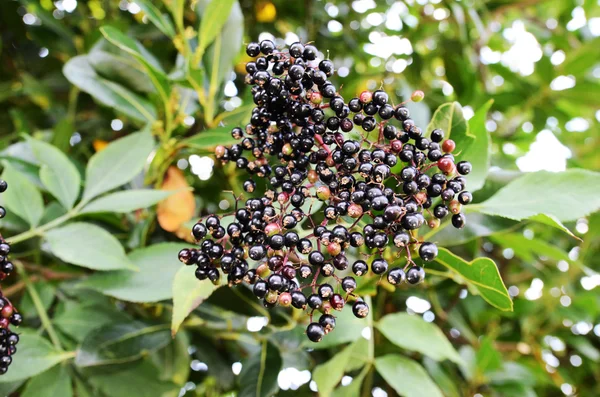 stock image Black Spherical Berries