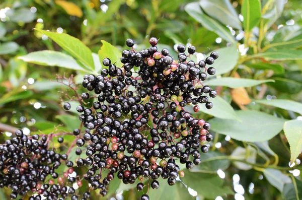 stock image Black Spherical Berries