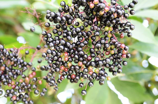 Stock image Black Spherical Berries