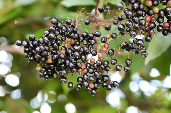 stock image Black Spherical Berries