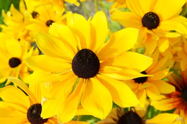 Rudbeckia flores —  Fotos de Stock