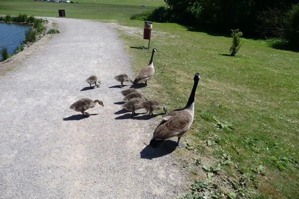 Canadian Geese Family — Stock Photo, Image