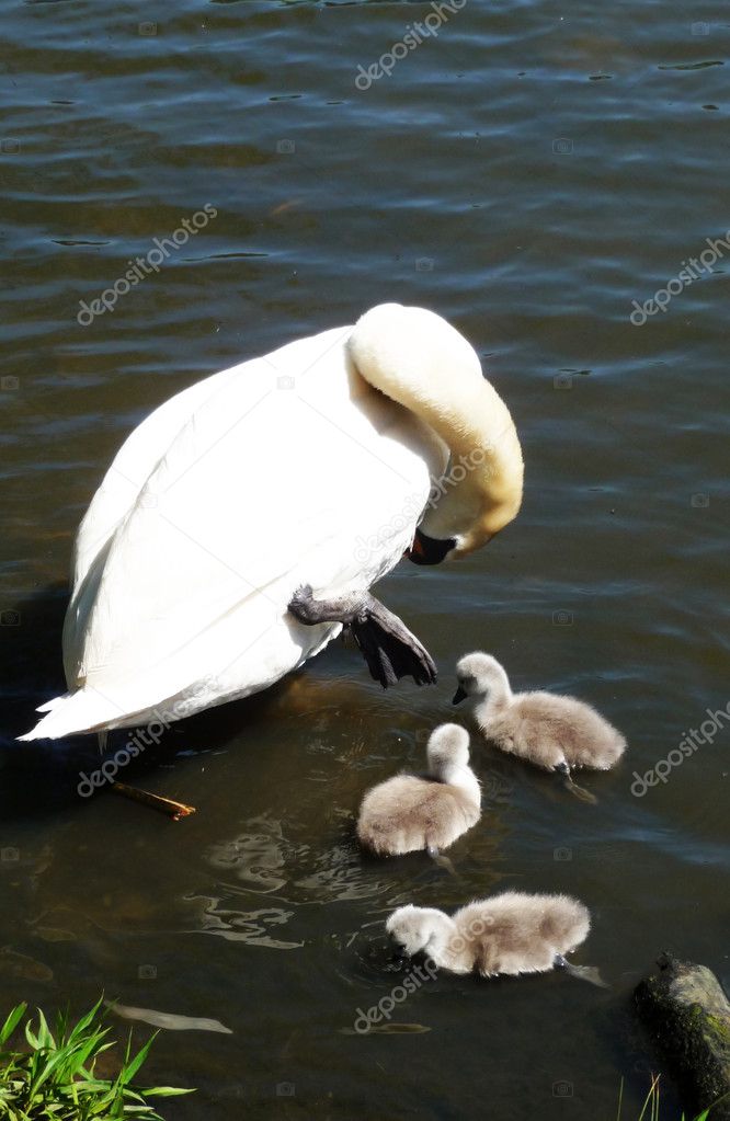 Swan And Signets