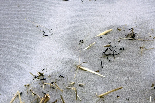 Písek a větví na pláži — Stock fotografie