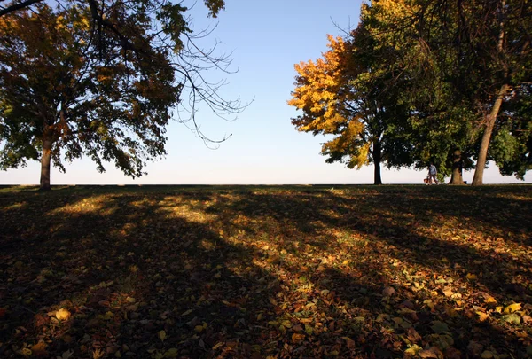 Stock image Yellow trees