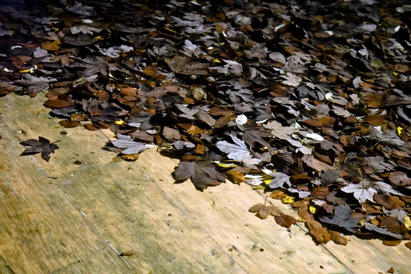 Φθινόπωρο λίμνη νερού, με φύλλα — Φωτογραφία Αρχείου