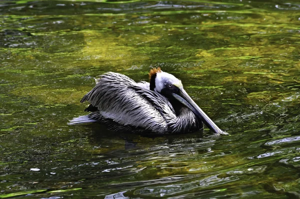 Коричневый пеликан — стоковое фото