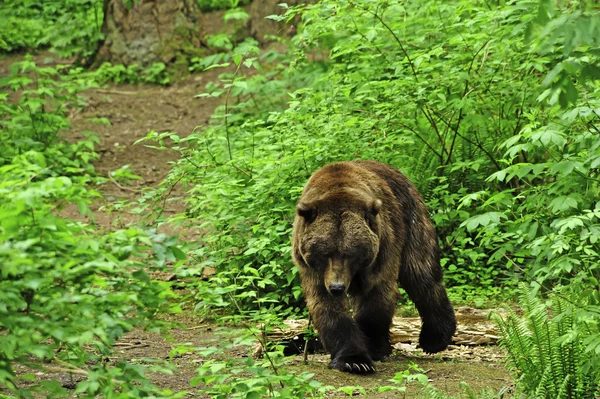 Гімалайський ведмідь — стокове фото