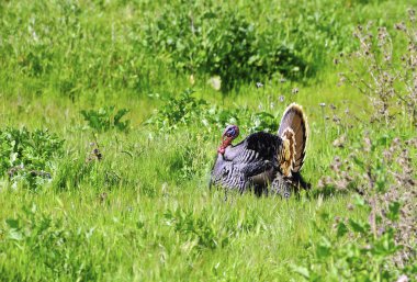 Wild Türkiye