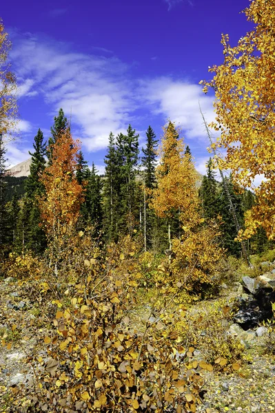 Colores otoño —  Fotos de Stock
