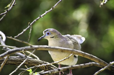 White winged dove clipart