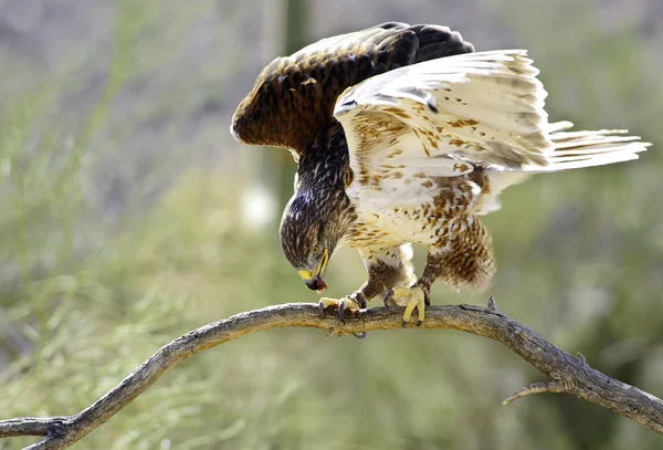 Ferruginous hawk — Stock Photo, Image