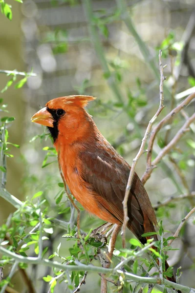 Cardinal — Photo