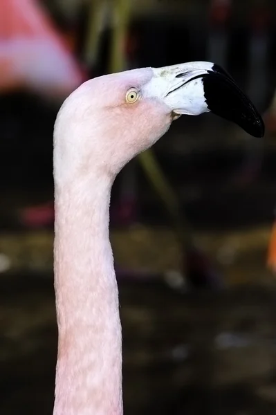 Şili flamingo — Stok fotoğraf