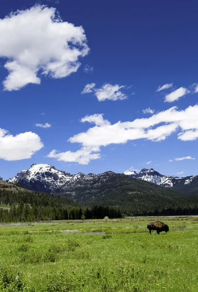 Búfalo en un prado — Foto de Stock
