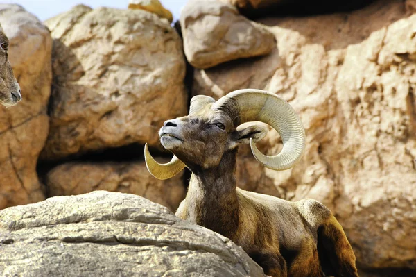 沙漠大角羊 — 图库照片