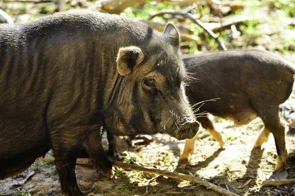 stock image Pig With Dirty Nose