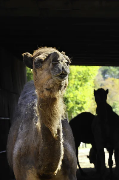En kamel med sina vänner — Stockfoto