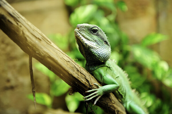 Азиатский водный дракон
