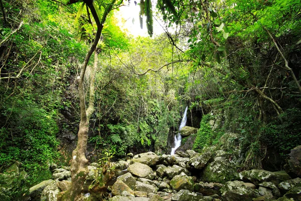 Versteckter Regenwald-Wasserfall mit üppigem Laub und bemoosten Felsen — Stockfoto