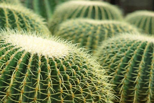 Cactus van bolvorm stijl groeit in zand — Stockfoto