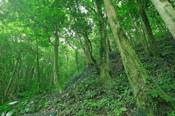Ormandaki ağaçlar — Stok fotoğraf