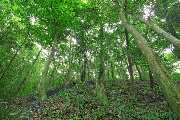 Árboles en el bosque —  Fotos de Stock