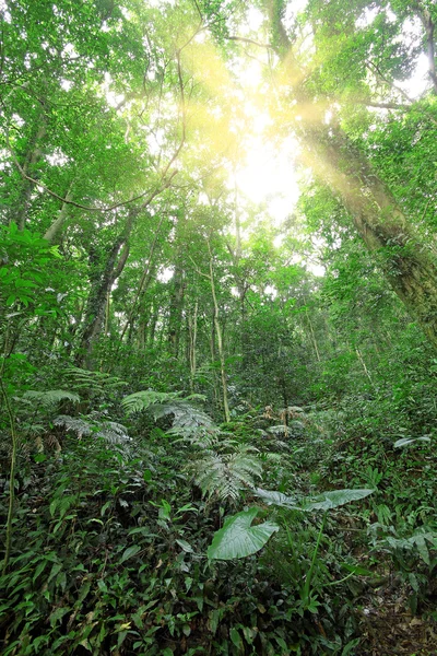 Bosque arbóreo durante primavera —  Fotos de Stock