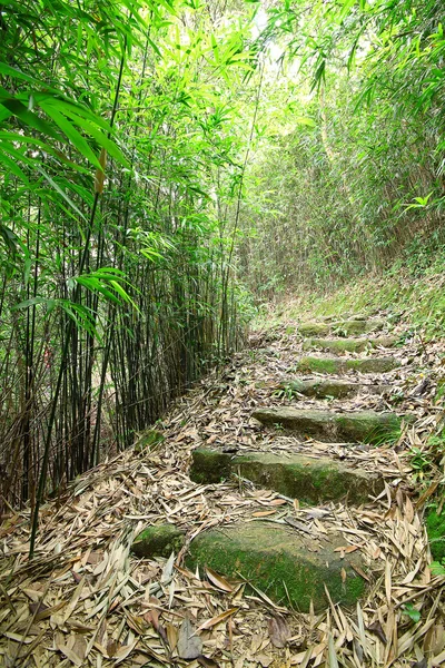 Green Bamboo Forest -- a path leads through a lush bamboo forest