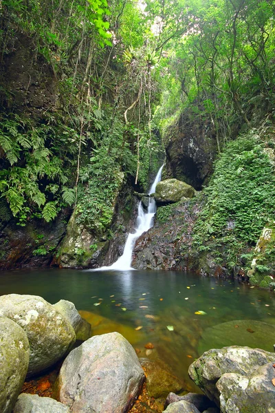 Diepe woud waterval — Stockfoto
