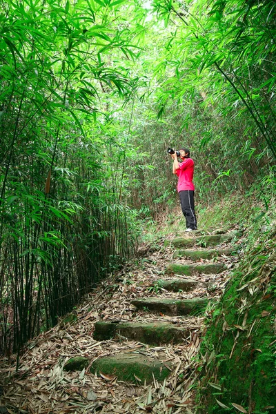 Photographe prenant des photos sur le chemin du bambou — Photo