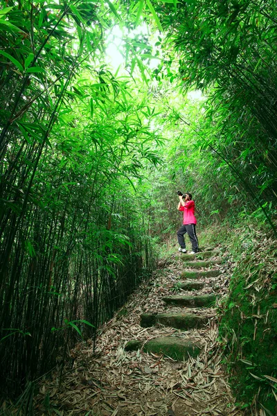 Fotoğrafçı çekimi fotoğraf bambu yolunda — Stok fotoğraf