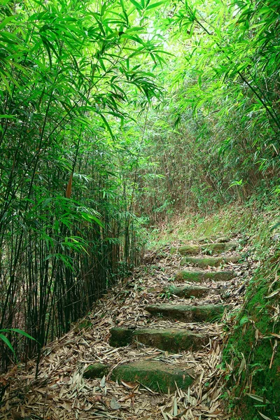 Bosque de bambú verde - un camino conduce a través de un bosque de bambú exuberante — Foto de Stock