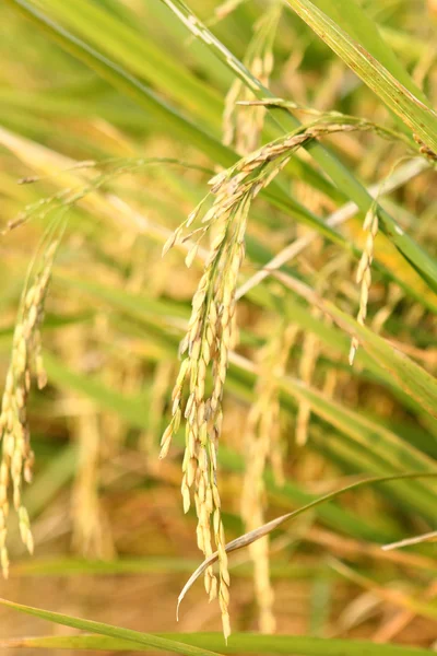 Espiga en el arroz de granja tailandesa cerca del atardecer — Foto de Stock