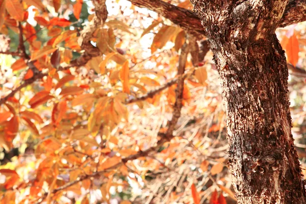秋天的叶子树 — 图库照片